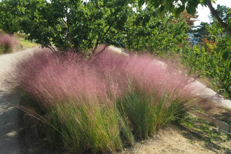 muhly
