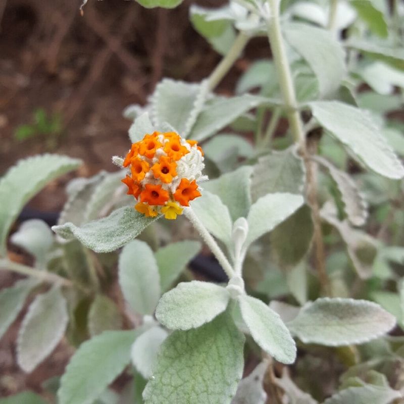Woolly Butterfly Bush 