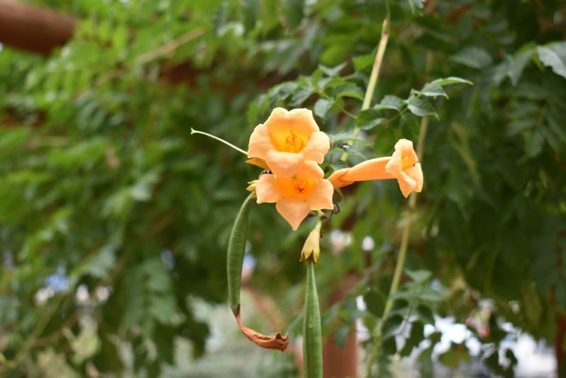Trumpet Vine 