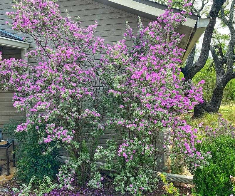 Cenizo Shines In Heat