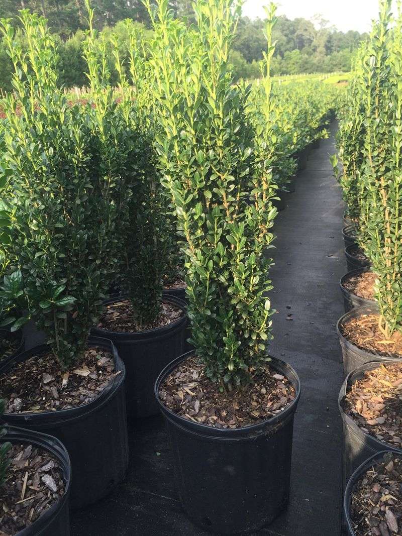 Sky Pencil Holly (Ilex Crenata 'Sky Pencil')