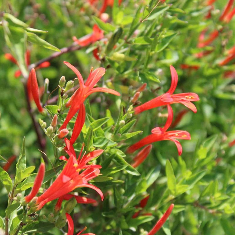 Flame Acanthus (Anisacanthus Quadrifidus Var. Wrightii)