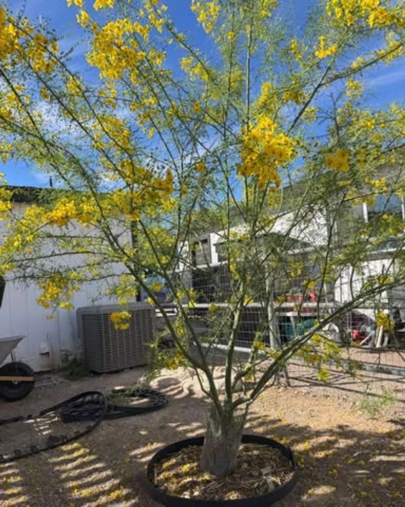 Palo Verde Adapts Well To Spring Planting In Dry Soil