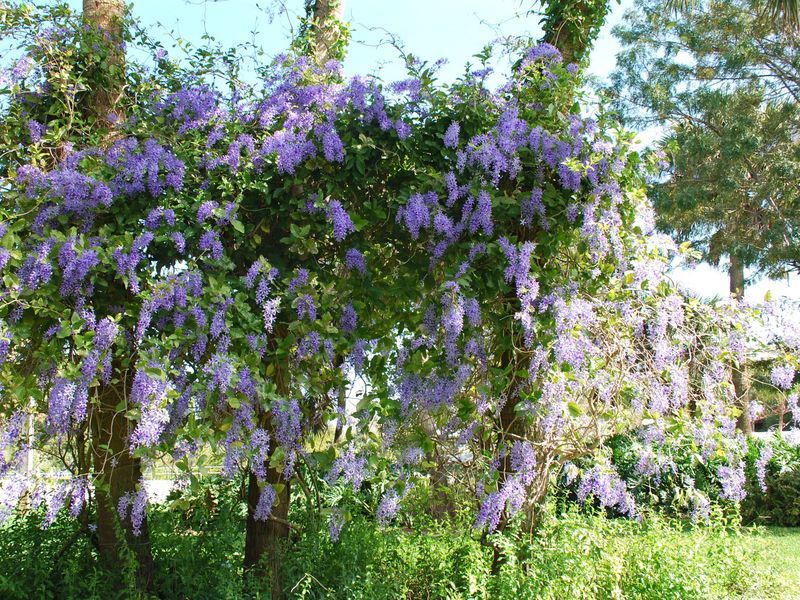Queen's Wreath Cascades With Hanging Purple Blooms