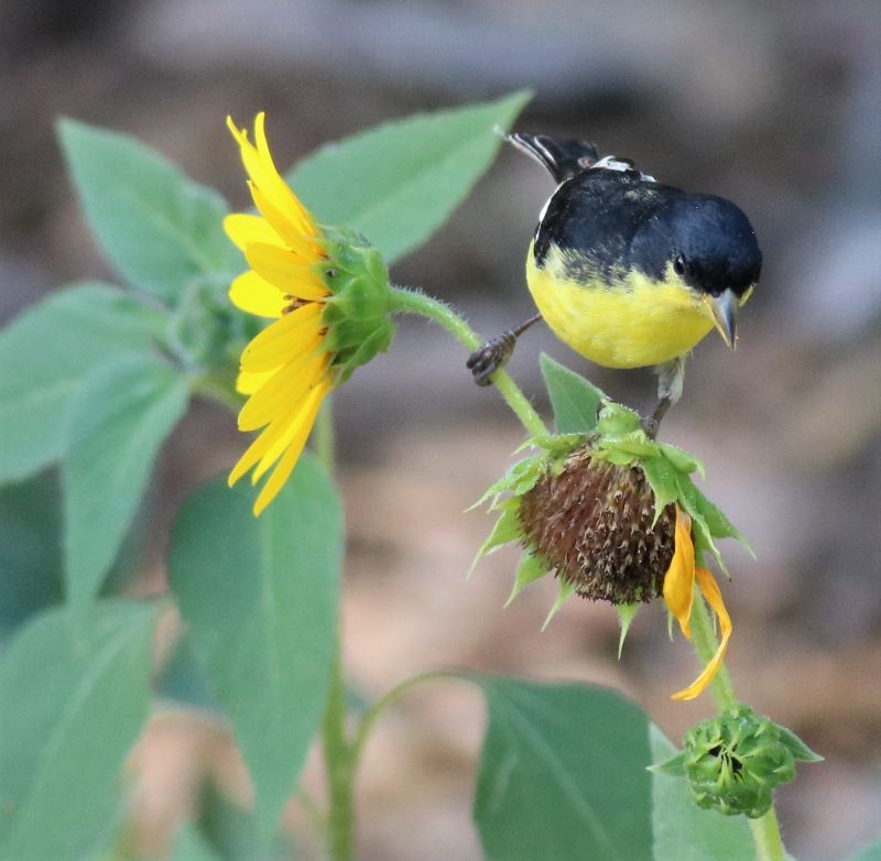 Sunflowers Provide Seeds Birds Love