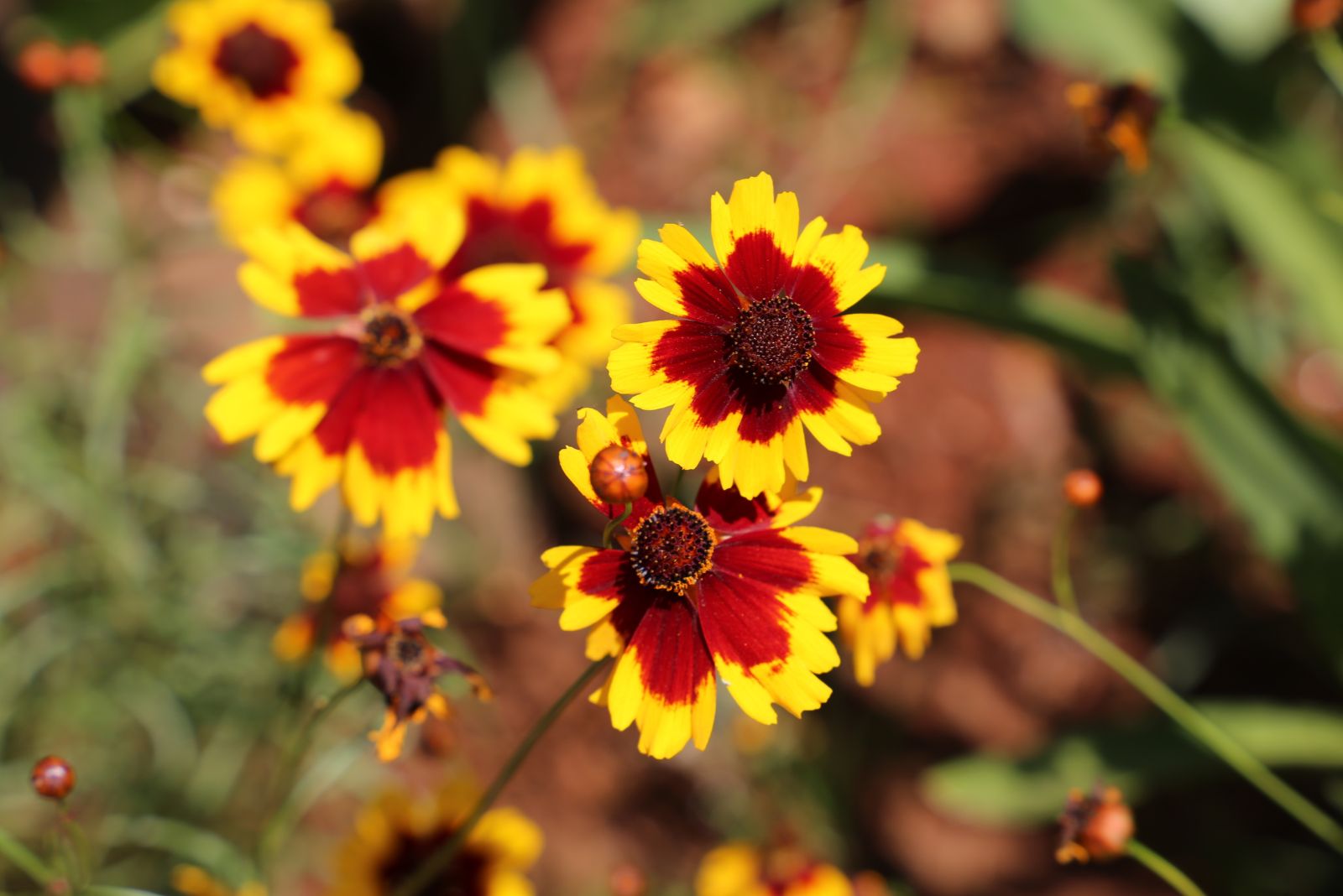 coreopsis