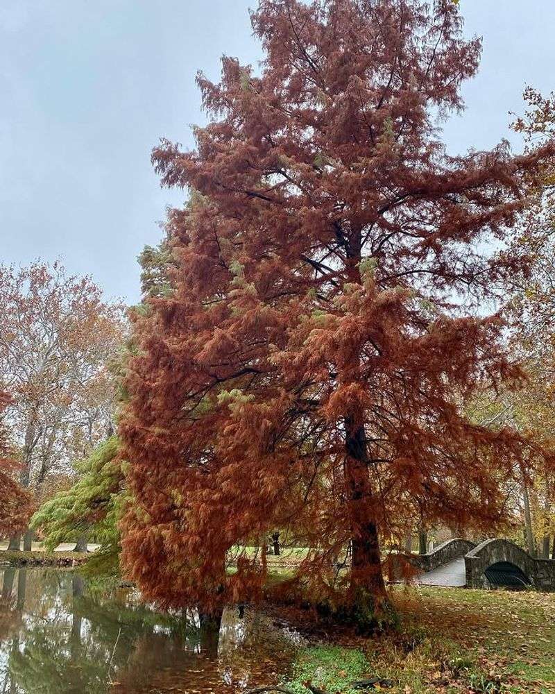 Bald Cypress 