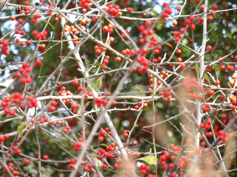 Possumhaw Holly