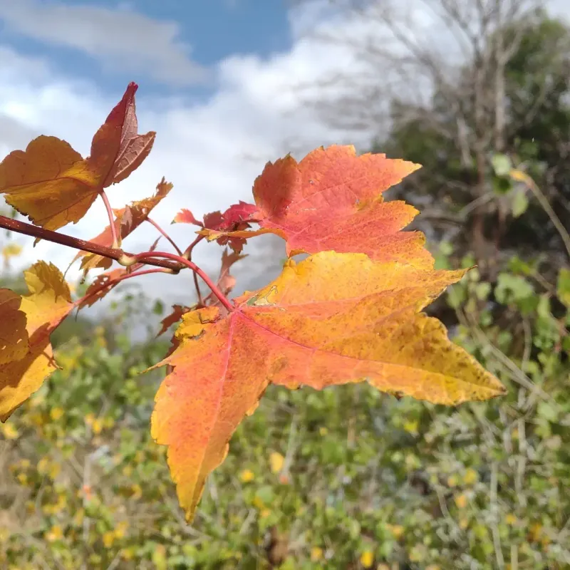 Bigtooth Maple