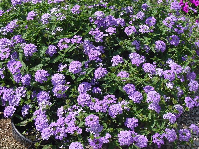 Blue Princess Verbena Brings Big Color