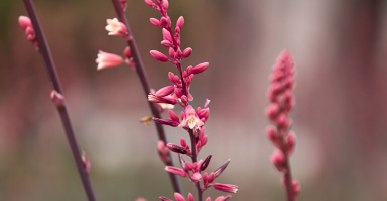 Texas Plants You Should Put In The Ground Before May Heat Locks In
