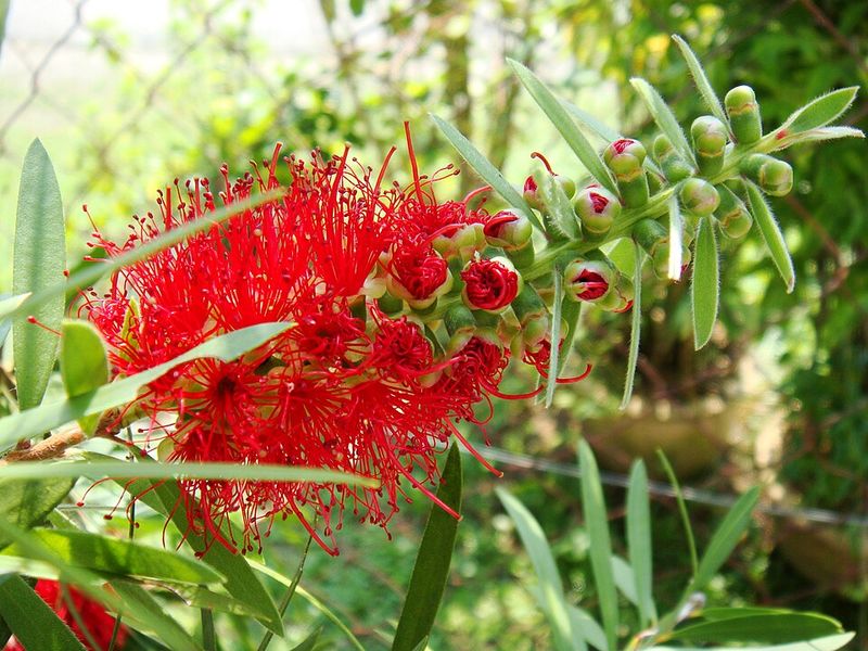 Bottlebrush Grows Tall And Fills Space Along Fences