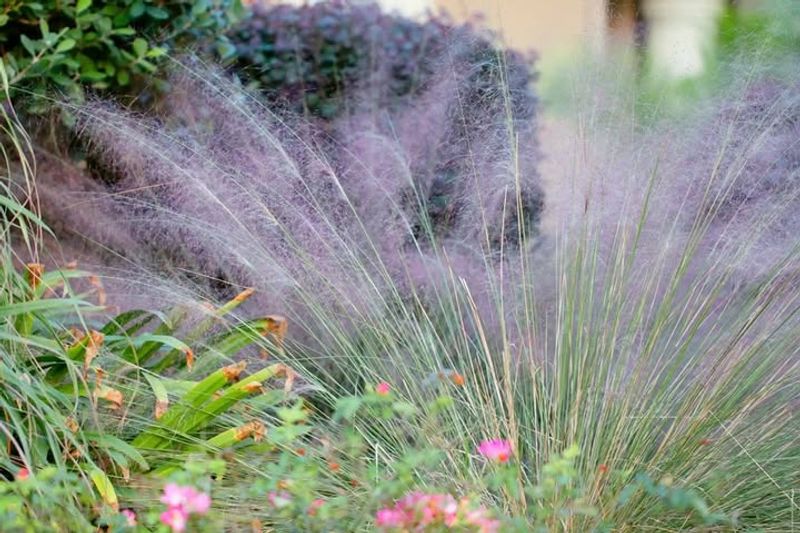 Gulf Muhly 