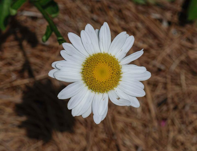 Shasta Daisies Can Struggle In Alkaline Caliche Soil