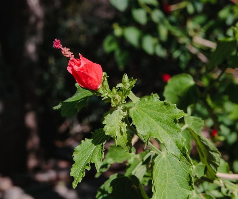 Turk's Cap (Malvaviscus Arboreus Var. Drummondii)
