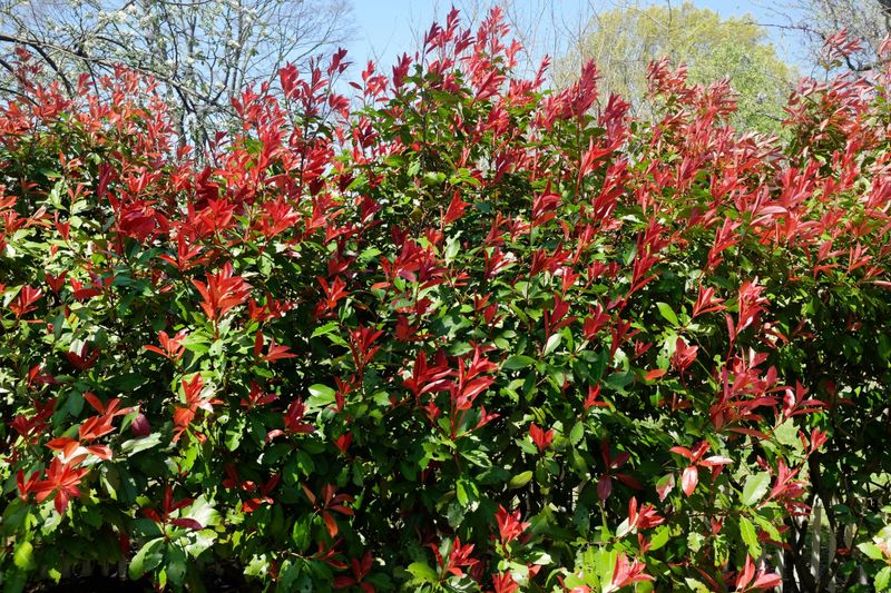 Red-Tipped Photinia