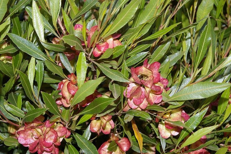 Hop Bush Grows Tall Fast And Creates A Strong Evergreen Screen