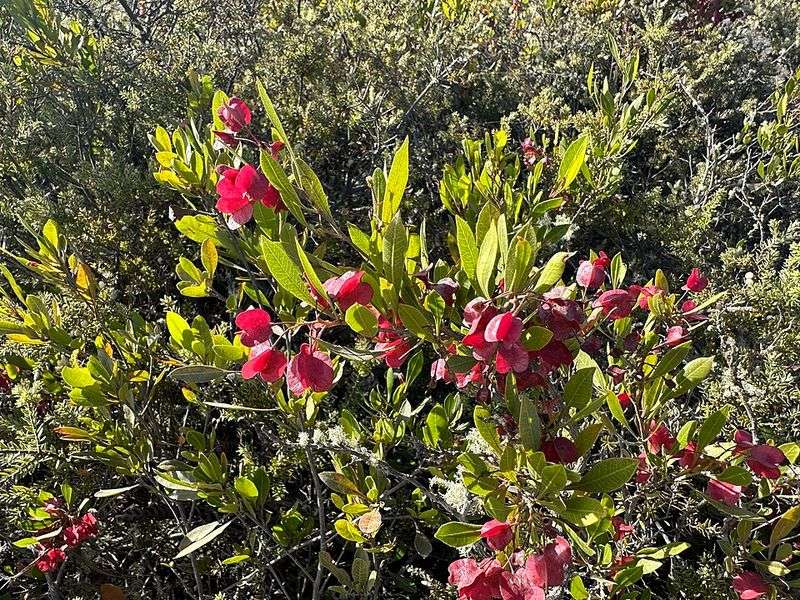 Hop Bush Creates A Flexible Barrier In Open Areas