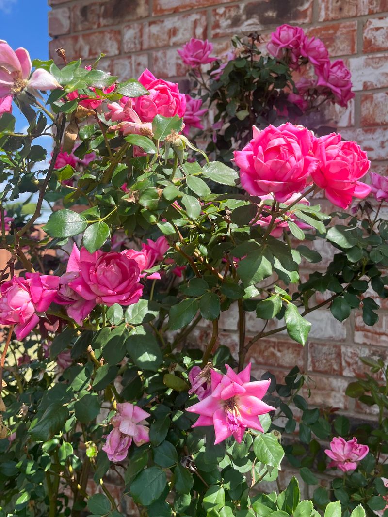 Roses Benefit From Light Cleanup And Deadheading