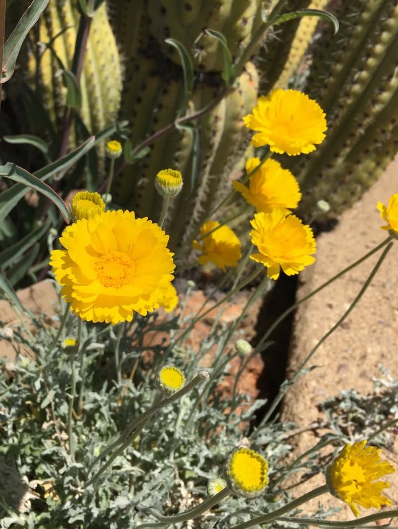 Desert Marigold Thrives In Hot, Dry Conditions