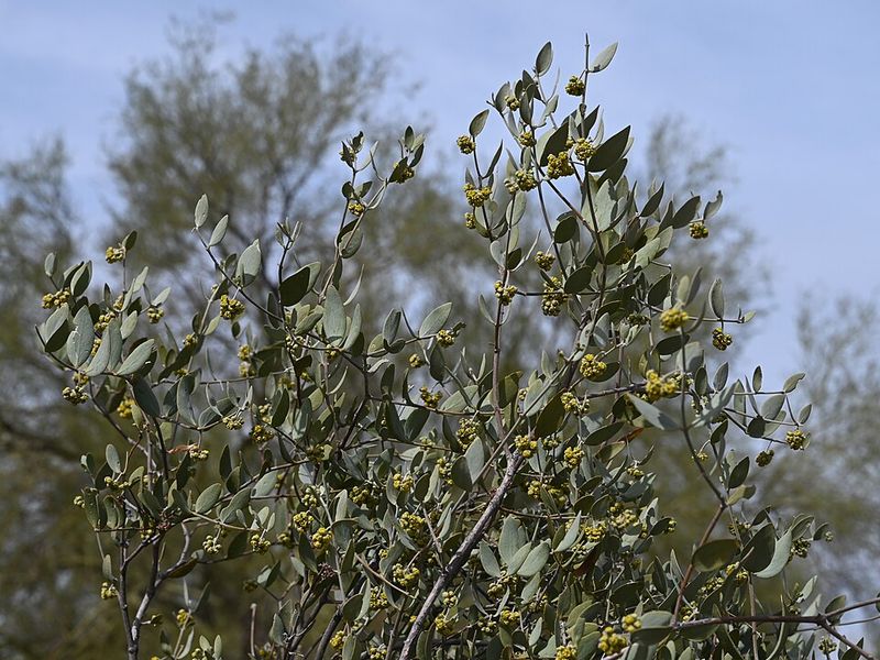 Jojoba Grows Strong Even In Dry Conditions