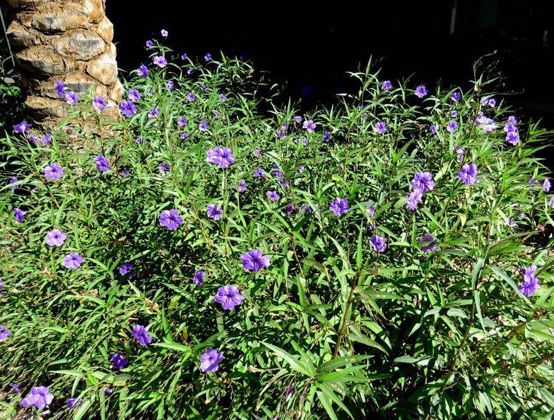 Desert Ruellia Can Be Trimmed To Encourage Fresh Shoots