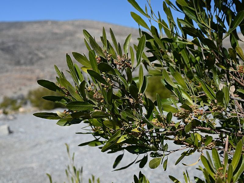 Hop Bush Builds Dense Growth With Minimal Water Needs