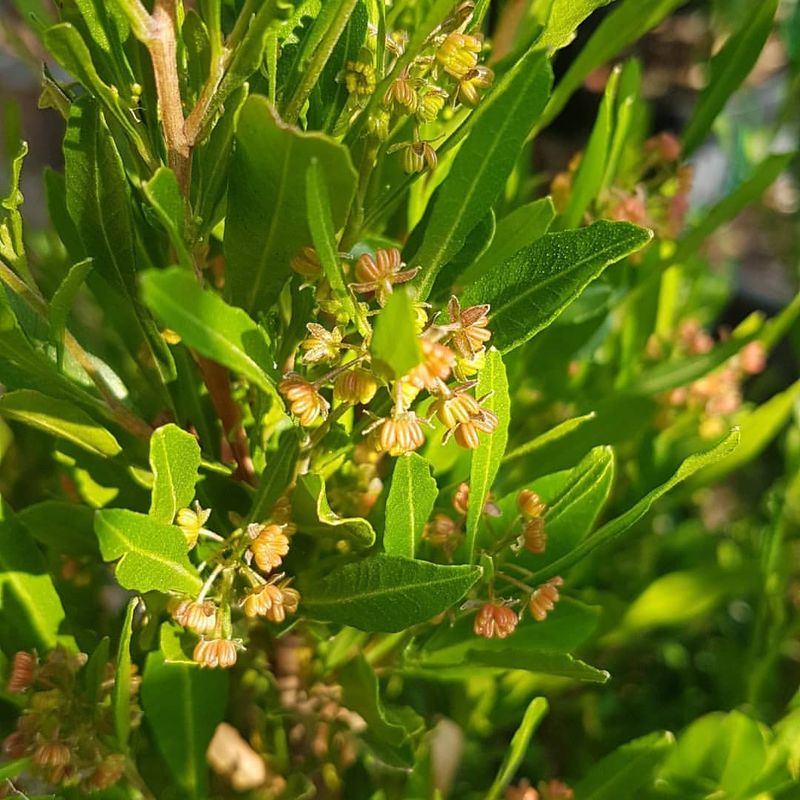 Hop Bush Holds Dense Color With Evergreen Growth