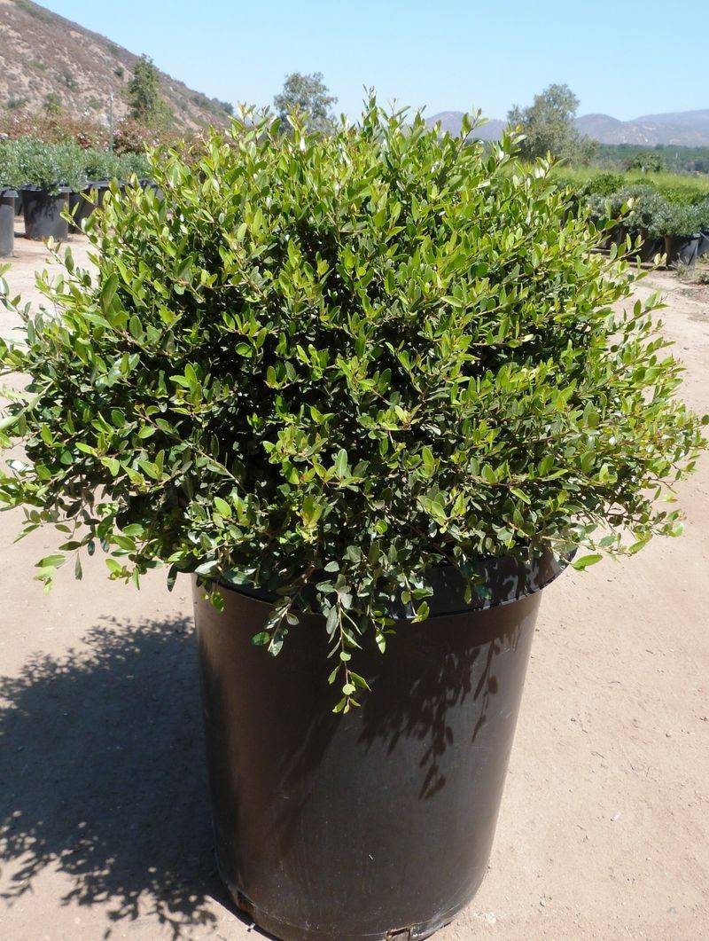 Dwarf Yaupon Holly (Ilex Vomitoria 'Nana')