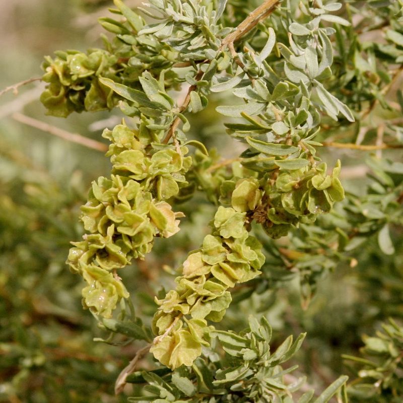 Fourwing Saltbush (Atriplex Canescens)