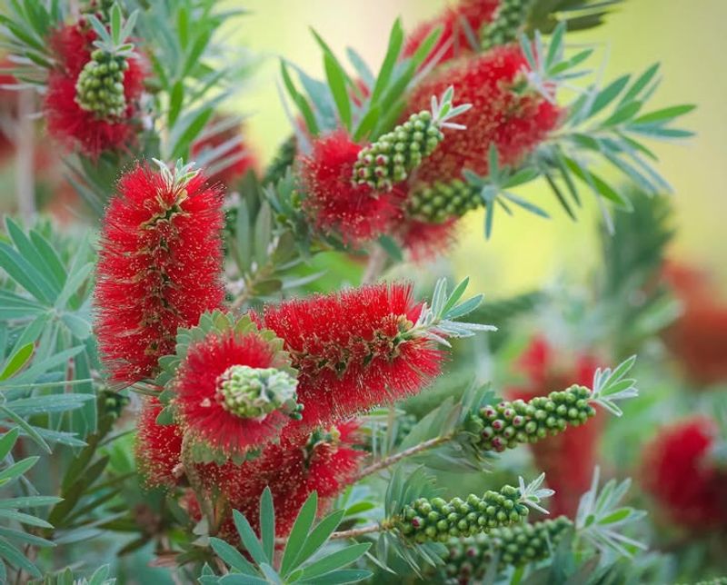 Bottlebrush Benefits From A Light Feeding As Growth Resumes