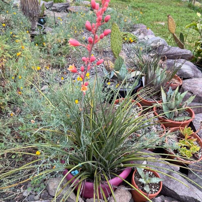 Red Yucca Produces Long Lasting Blooms In Hot Conditions