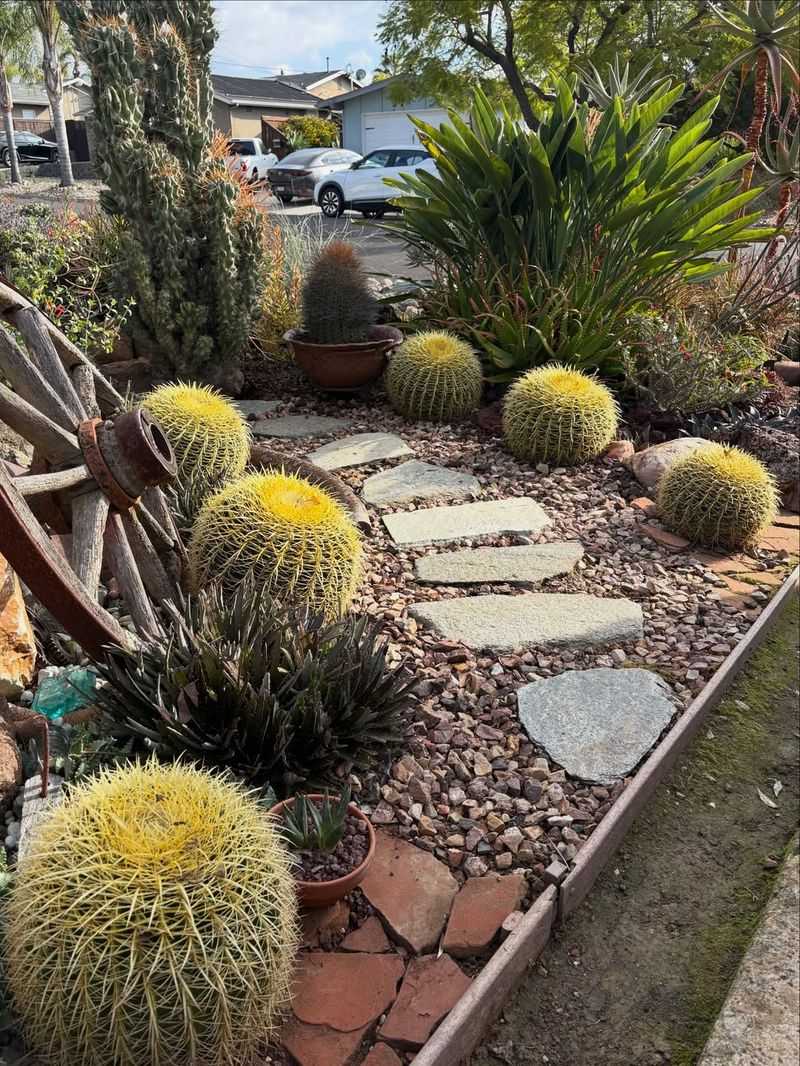 Barrel Cactus Cannot Tolerate Excess Moisture
