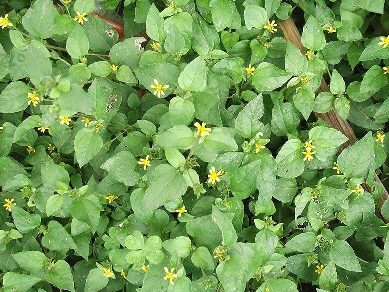 Horseherb (Calyptocarpus Vialis)