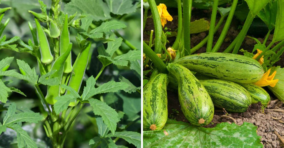 Okra and Squash