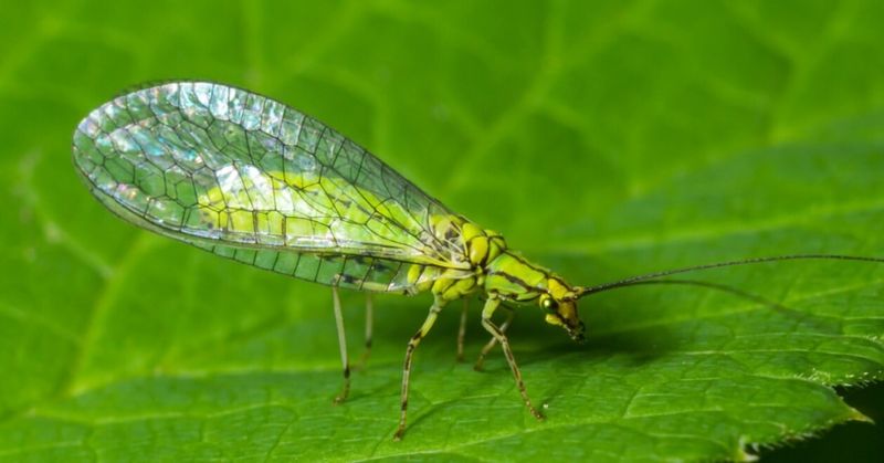 Green Lacewings
