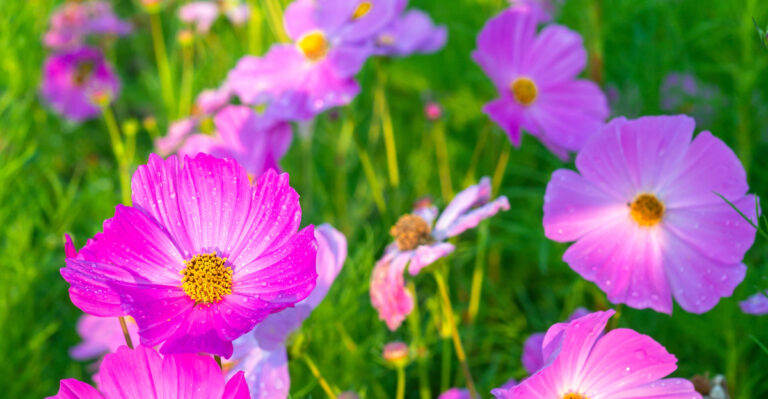 cosmos flower