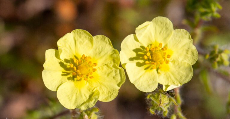 The 10 Best Drought-Tolerant Shrubs For Eastern Oregon