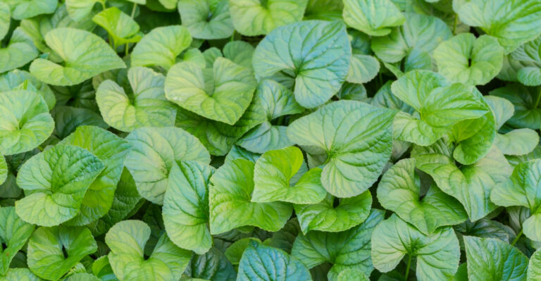 The 10 Best Native Groundcovers To Plant In Pennsylvania Gardens