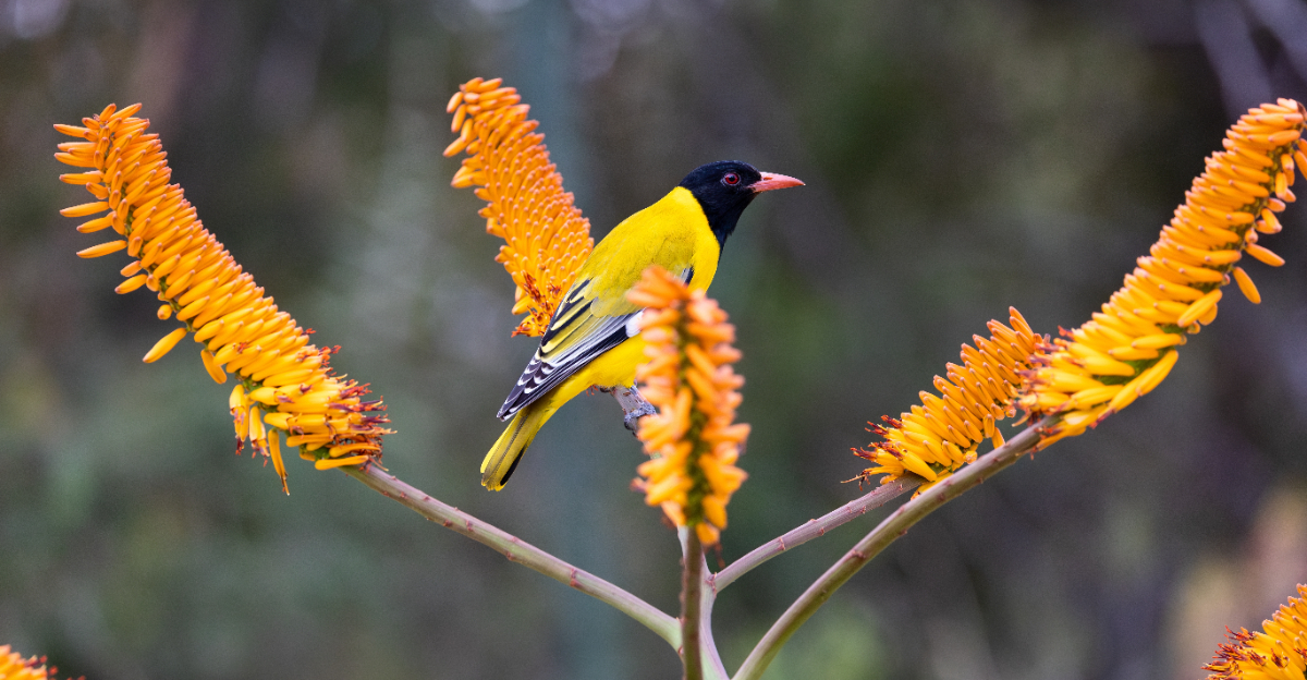 oriole on agave