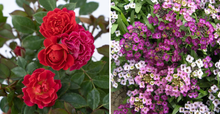 rose and alyssum