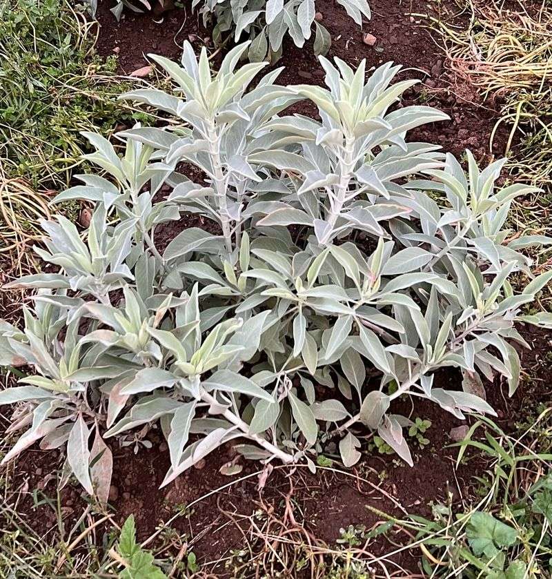 White Sage
