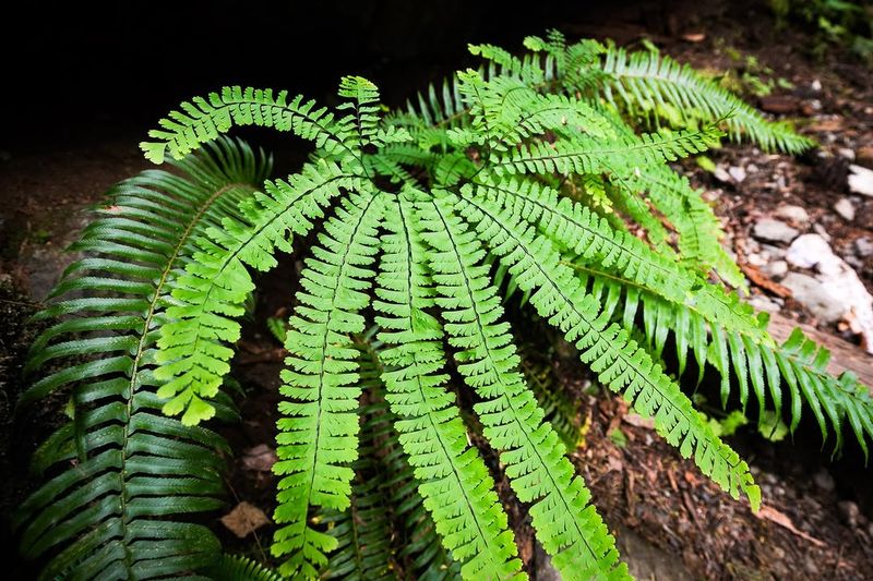 Western Sword Fern