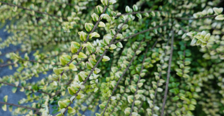 The 10 Best Plants To Grow Under California Shade Trees