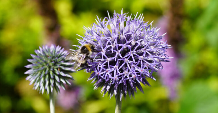 The 10 Flowers Bees Can’t Resist In Oregon