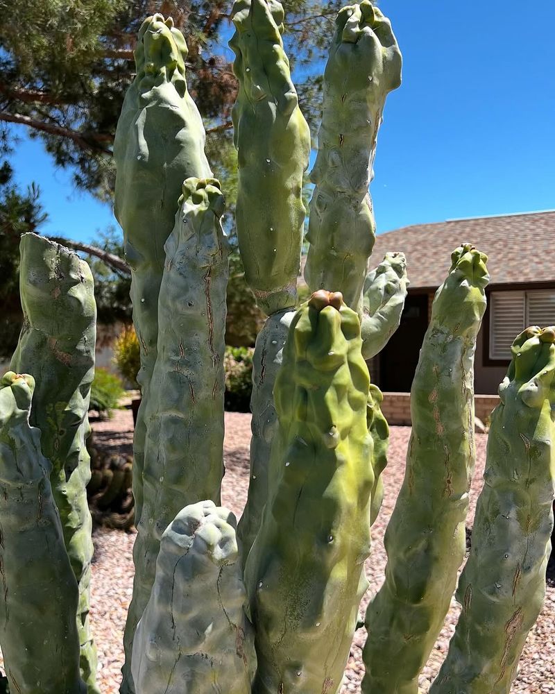 Totem Pole Cactus