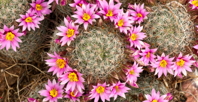 The 10 Most Unique Cactus Plants California Gardeners Should Try Growing