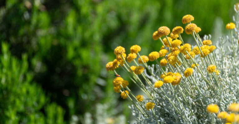 The 10 Oregon Entry Path Plants That Look Expensive But Need Little Water