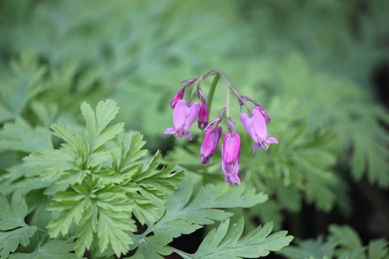 Pacific Bleeding Heart