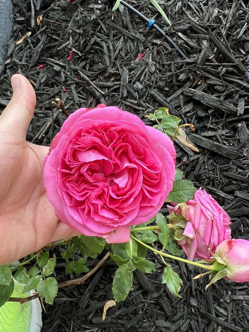 Roses